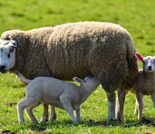 Lonja Agropecuaria de Salamanca del 19 de abril de 2021