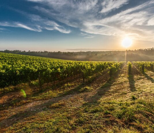 El 96 % de la superficie de viñedo en España está en territorio de alguna denominación de calidad