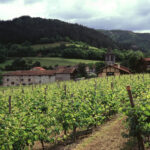 El Gobierno aprueba la norma que prorroga la validez de las autorizaciones para plantaciones de viñedo