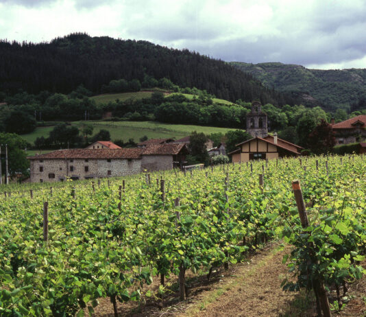 El Gobierno aprueba la norma que prorroga la validez de las autorizaciones para plantaciones de viñedo