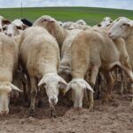 SOS al ganado ovino: 46.000 ovejas menos en sólo dos años
