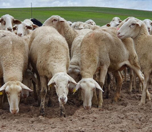 SOS al ganado ovino: 46.000 ovejas menos en sólo dos años