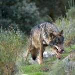 El 25 de septiembre (Actualización 22 de septiembre), el lobo será especie protegida en España