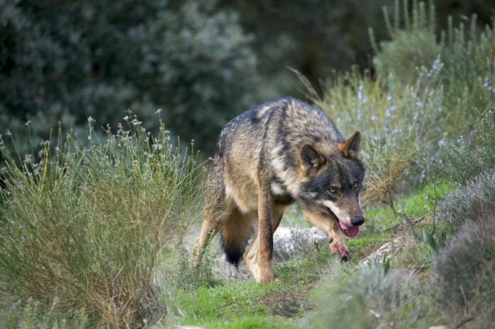 Iberian Wolf alpha male in perfect "big bad wolf" pose - head down, eyes fixed, mouth open, forelegs stained with blood.