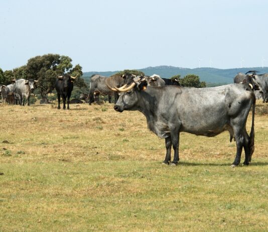 Se aprueba el programa de cría de la raza bovina morucha y el programa de difusión de la mejora