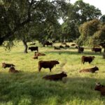 Se aprueba el programa de cría de la raza bovina retinta y el programa de difusión de la mejora