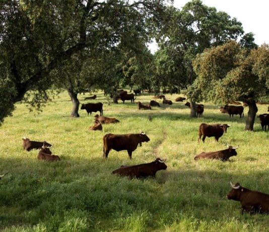 Se aprueba el programa de cría de la raza bovina retinta y el programa de difusión de la mejora