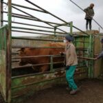 Juan Luis Delgado traslada a la Junta de Castilla y León el malestar de los ganaderos debido a la campaña de saneamiento bovina