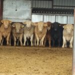 Publicados los importes definitivos de la ayuda asociada al vacuno de cebo