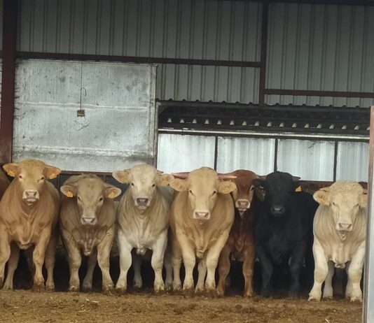 Publicados los importes definitivos de la ayuda asociada al vacuno de cebo