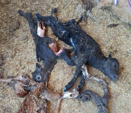 ASAJA Salamanca pide compensaciones por los daños de buitres como ocurre en otras comunidades autónomas