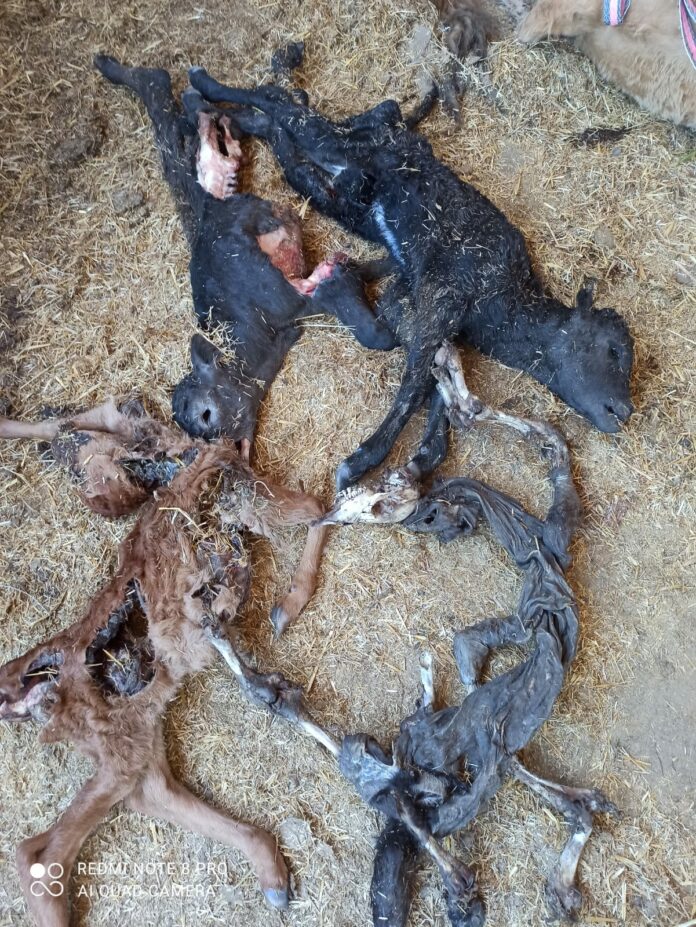 WhatsApp Image 2021-05-17 at 14.11.37