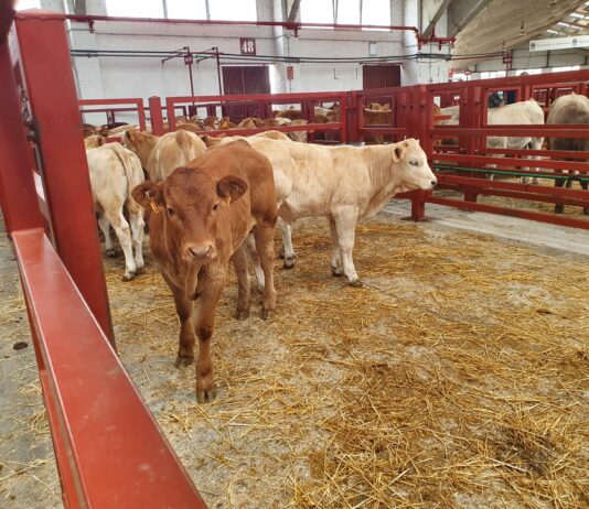 Lonja Agropecuaria de Salamanca del 24 de mayo de 2021