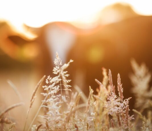 Nuevas ayudas directas para apoyar a sectores económicos afectados por la COVID-19