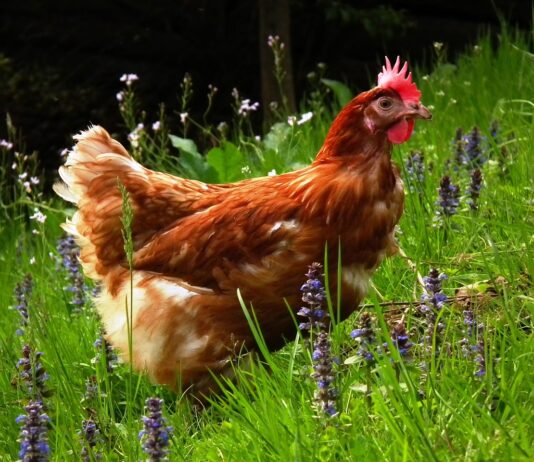 El Ministerio de Agricultura, Pesca y Alimentación impulsa la creación de un centro nacional de referencia de bienestar animal