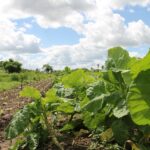 El Programa de Desarrollo Rural de Castilla y León contará con 364 millones de euros hasta 2025