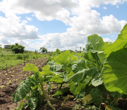 El Programa de Desarrollo Rural de Castilla y León contará con 364 millones de euros hasta 2025