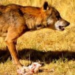 El Ministerio de Transición Ecológica da marcha atrás y negociará desde cero un nuevo plan de gestión y control del lobo