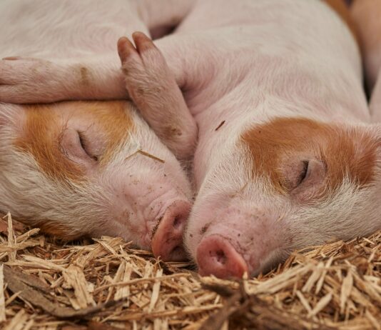 El 13 de junio finaliza el plazo de inscripción para el curso de bienestar en el transporte de ganado vivo y bienestar de explotaciones porcinas