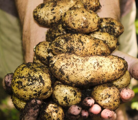 La Consejería de Agricultura autoriza la concesión de 65.000 euros a la Organización Interprofesional de la Patata de Castilla y León
