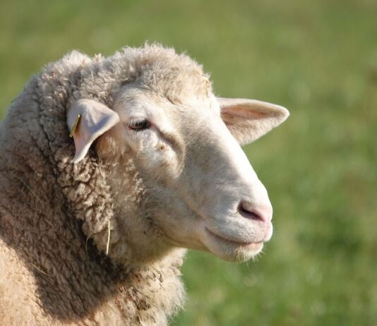 1’7 millones para la adquisición de material de identificación ovina, caprina y bovina