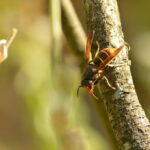 La vespa velutina se afianza en Trabanca y Villarino de los Aires