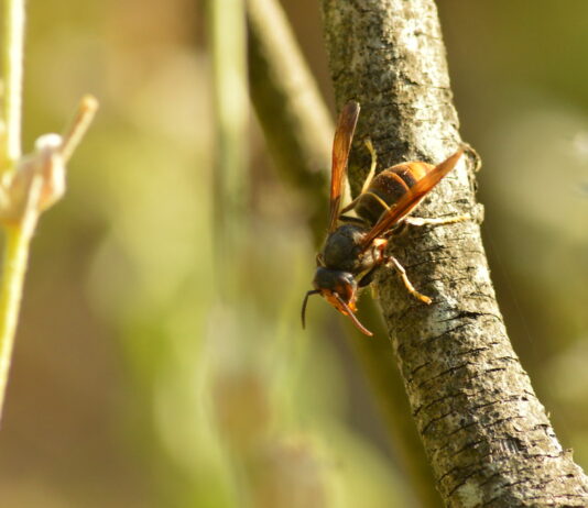 La vespa velutina se afianza en Trabanca y Villarino de los Aires