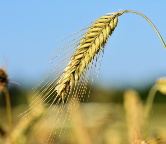 Lonja Agropecuaria de Salamanca del 3 de mayo de 2021