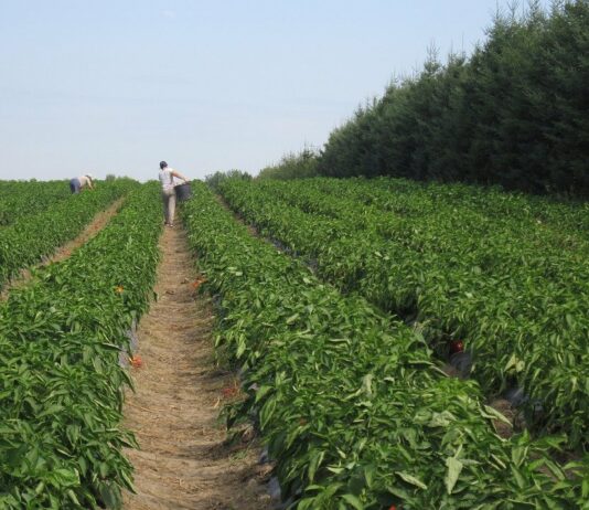 Se convocan subvenciones públicas en materia de seguridad y salud laboral