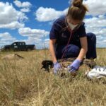 Los resultados preliminares del episodio de intoxicación de buitres leonados en Monterrubio de Armuña (Salamanca) confirman el carbofurano como posible causa de la muerte