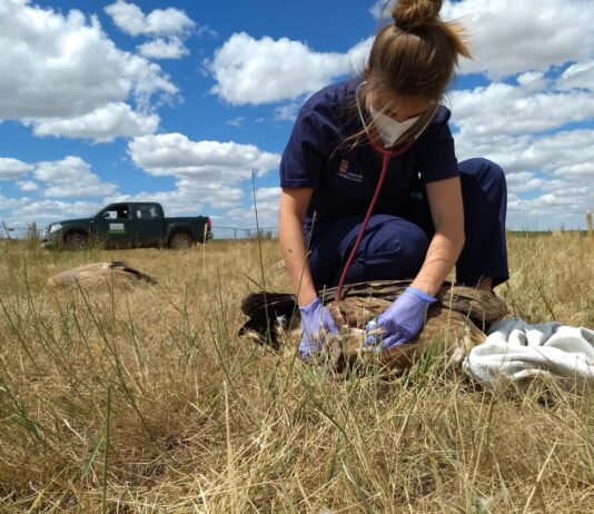 Los resultados preliminares del episodio de intoxicación de buitres leonados en Monterrubio de Armuña (Salamanca) confirman el carbofurano como posible causa de la muerte