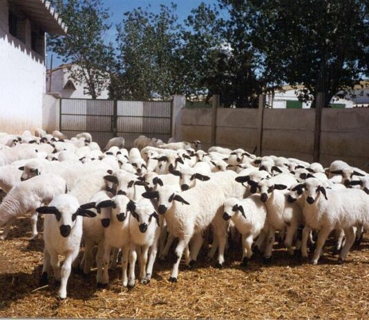 Lonja Agropecuaria de Salamanca del 21 de junio de 2021