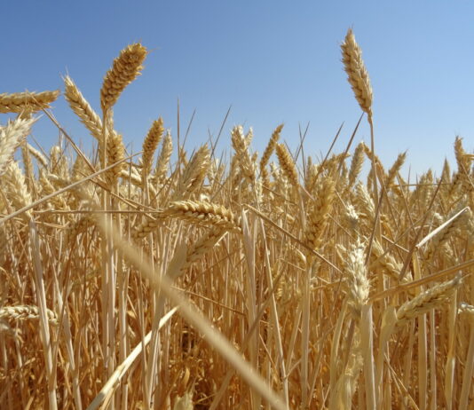 ASAJA prevé una cosecha de cereales de invierno de 16 millones de toneladas