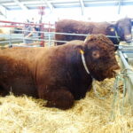 La Diputación convocará las subvenciones a los ayuntamientos para la realización de ferias, exposiciones y concursos agrícolas y ganaderos