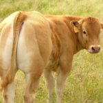 Convocadas las ayudas destinadas a la cría e inscripción de ejemplares de razas puras