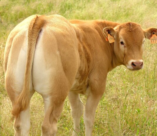 Convocadas las ayudas destinadas a la cría e inscripción de ejemplares de razas puras