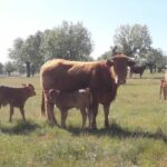 Arranca el plazo para solicitar las ayudas para la reposición de ganado sacrificado debido a programas sanitarios