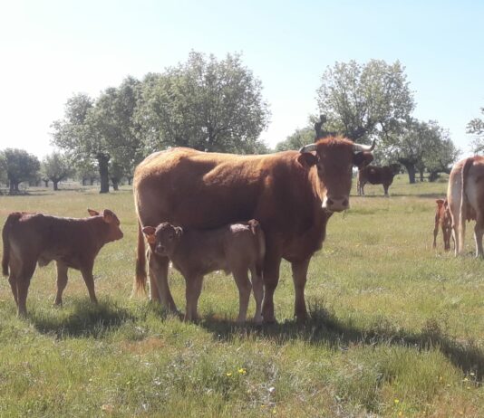 Arranca el plazo para solicitar las ayudas para la reposición de ganado sacrificado debido a programas sanitarios