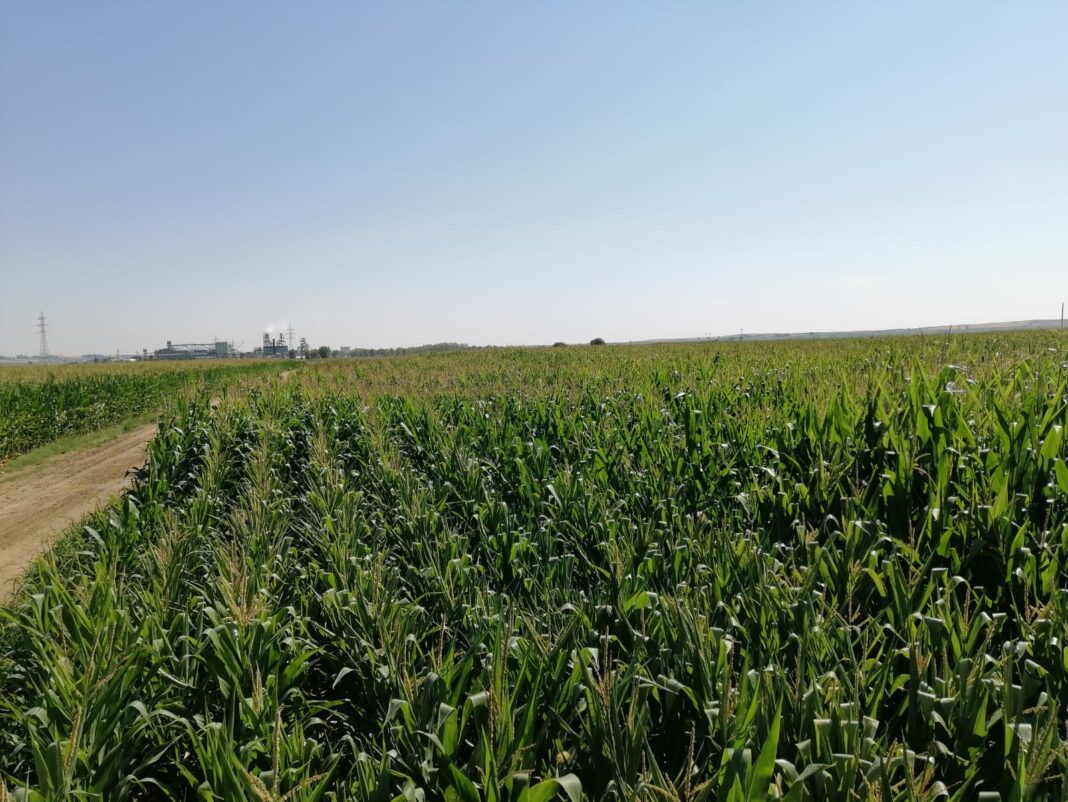 Campo de maíz, en la provincia de Salamanca. FOTO: Verónica G. Arroyo