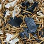 Nuevas vías de biorreciclaje para los envases alimentarios y los residuos plásticos Gusanos y enzimas, que se comen el plástico.