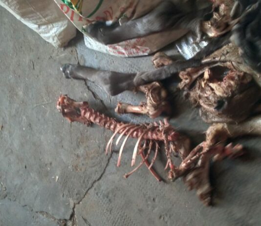 Una ganadera de Morasverdes vuelve a sufrir el ataque de buitres a su ganado