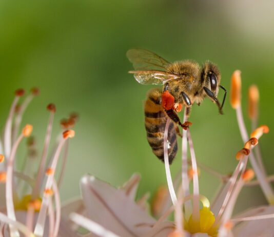 La Consejería de Agricultura, Ganadería y Desarrollo Rural incrementa un 70 % el presupuesto de las ayudas para la mejora de la producción y comercialización de la miel