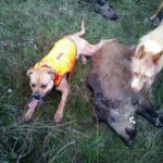 El 99 % de los aspirantes han superado la primera convocatoria de las pruebas de aptitud para la obtención de la licencia de caza en Castilla y León