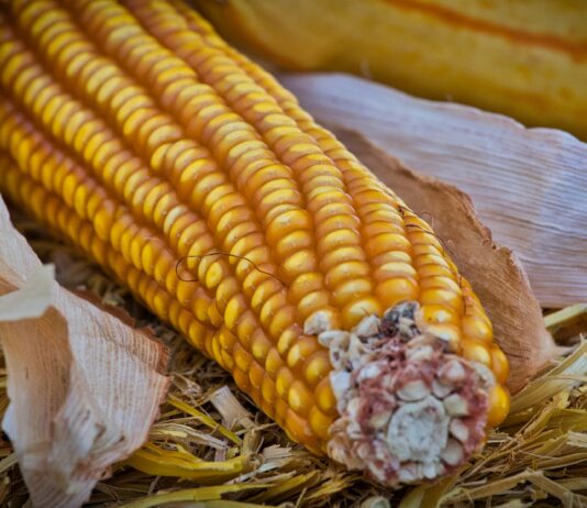 Lonja Agropecuaria de Salamanca del 14 de junio de 2021