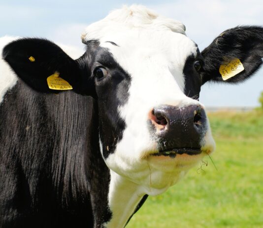 ASAJA denuncia que el ganadero español vuelve a quedar fuera de la subida de precios de la leche en Europa