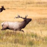 El Pleno de las Cortes aprueba sin ningún voto en contra la Ley de Caza y Gestión Sostenible de los Recursos Cinegéticos