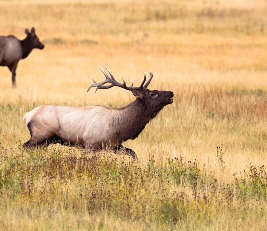 El Pleno de las Cortes aprueba sin ningún voto en contra la Ley de Caza y Gestión Sostenible de los Recursos Cinegéticos