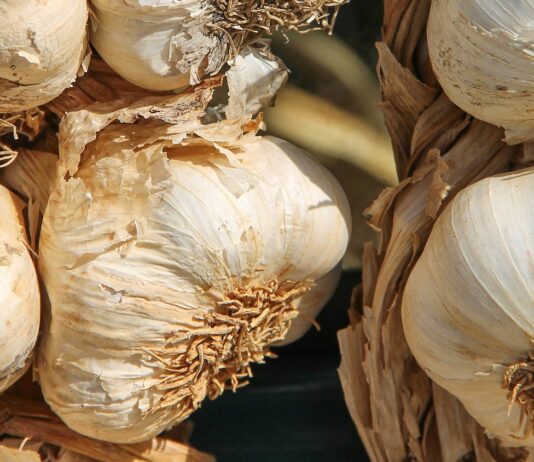 La Mesa Nacional del Ajo confía en que se recuperen los precios