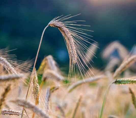 La producción agraria de Castilla y León se ha incrementado un 10% en 2020 alcanzando así los 6.613 millones de euros, el segundo mayor valor de la producción histórica registrado