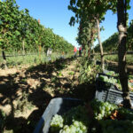 Modificado el reglamento europeo para la lucha contra el fraude en el sector vitivinícola